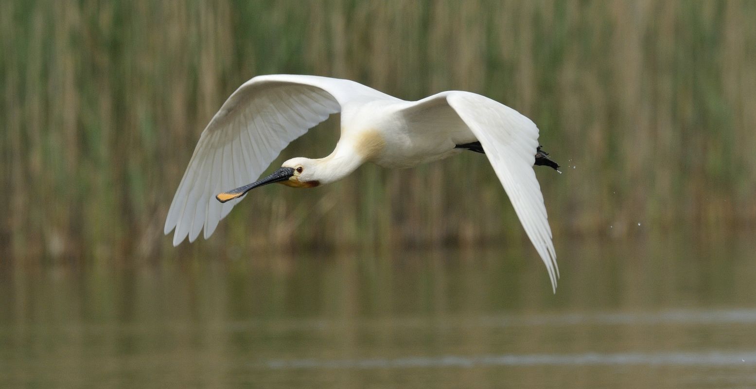 De lepelaar, een van de grote witte vogels in Nederland. Foto: Vogelbescherming Nederland © Jelle de Jong