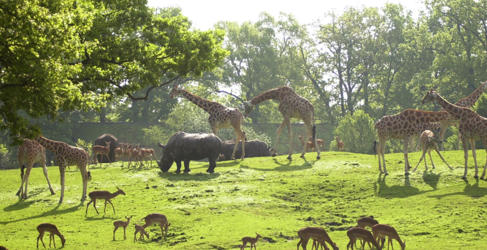 In Wildlands Emmen is soortbehoud en natuurlijk gedrag het belangrijkste. Foto: Wildlands Emmen Archief © In Wildlands Emmen is soortbehoud en natuurlijk gedrag het belangrijkste. Foto: Wildlands Emmen Archief ©