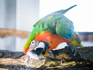 Ara in de dierentuin van Hof van Eckberge. Foto: Hof van Eckberge