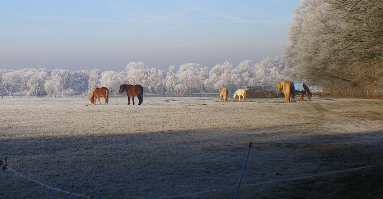 In de winter kunnen typisch Nederlandse landschappen een heel andere uitstraling krijgen. Bij rijp bijvoorbeeld. Foto: Henk Arendse