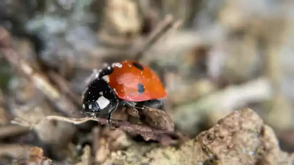 workshop smartphone lieveheersbeestje | Foto ge&uuml;pload door gebruiker Staatsbosbeheer.