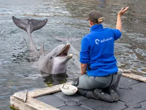 Dolfinarium Ontdek alles over dolfijnen in Oceanica. Foto: Dolfinarium