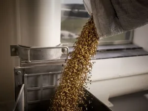 Een belangrijk ingrediënt, dat mout! Foto: Hertog Jan Brouwerij.