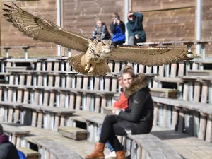 Prijsvraag: Win twee tickets voor Dierenpark Hoenderdaell en ontmoet roofvogels en leeuwen