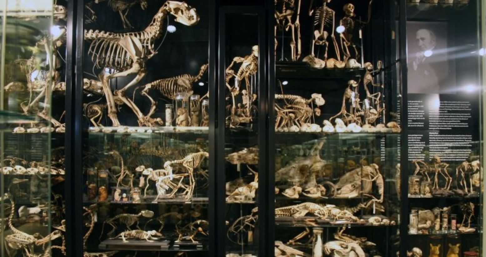 In Museum Vrolik vind je ook een uitgebreid dierenkabinet. Foto: Paul Bomers, via Museum Vrolik
