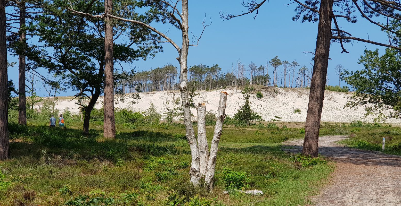 Ontdek hoe mooi de Schoorlse Duinen zijn. Foto: DagjeWeg.NL © Tonny van Oosten