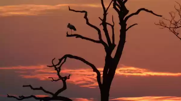 Schemerwandeling Boswachterij Staphorst Een blauwe reiger zit in een dode boom met op de achtergrond een zonsondergang | Foto ge&uuml;pload door gebruiker Staatsbosbeheer.