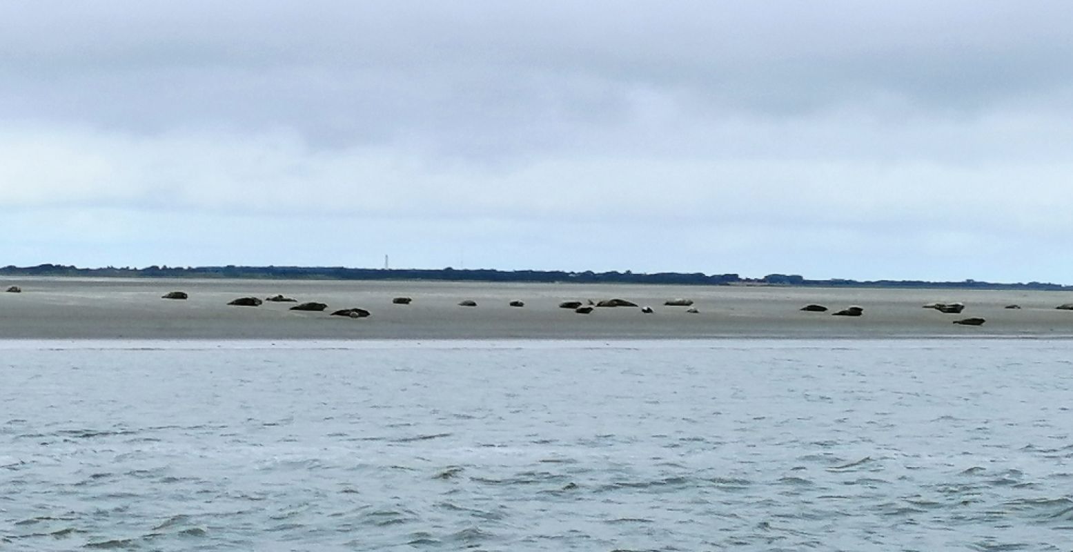 Tijdens de tocht spot je op de heen- en terugweg tientallen gewone en grijze zeehonden op nabijgelegen zandplaten. Foto: DagjeWeg.NL.