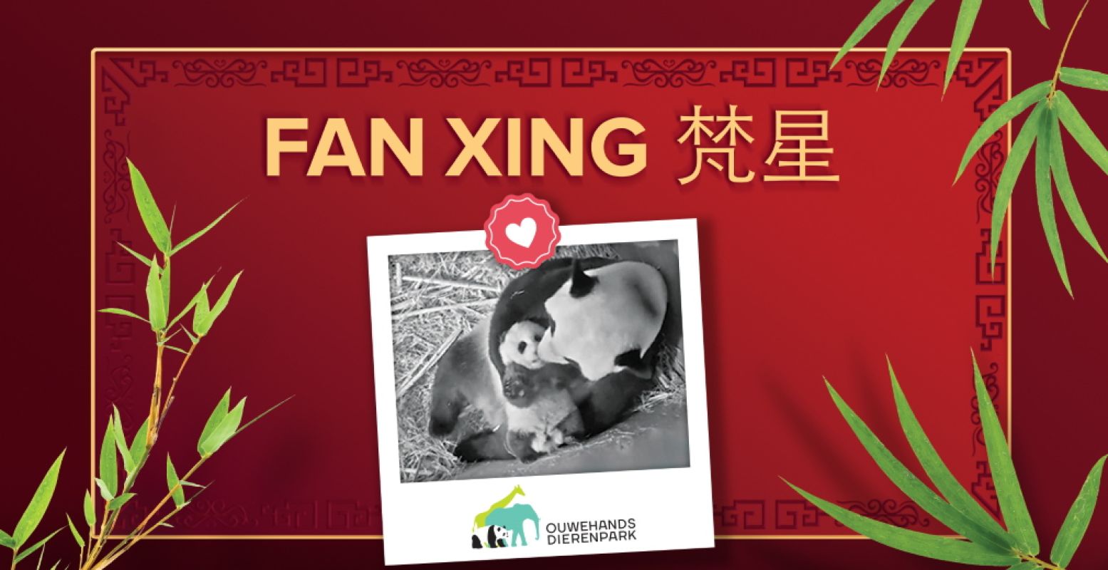 Het pandajong heet Fan Xing. Foto: Ouwehands Dierenpark Rhenen.