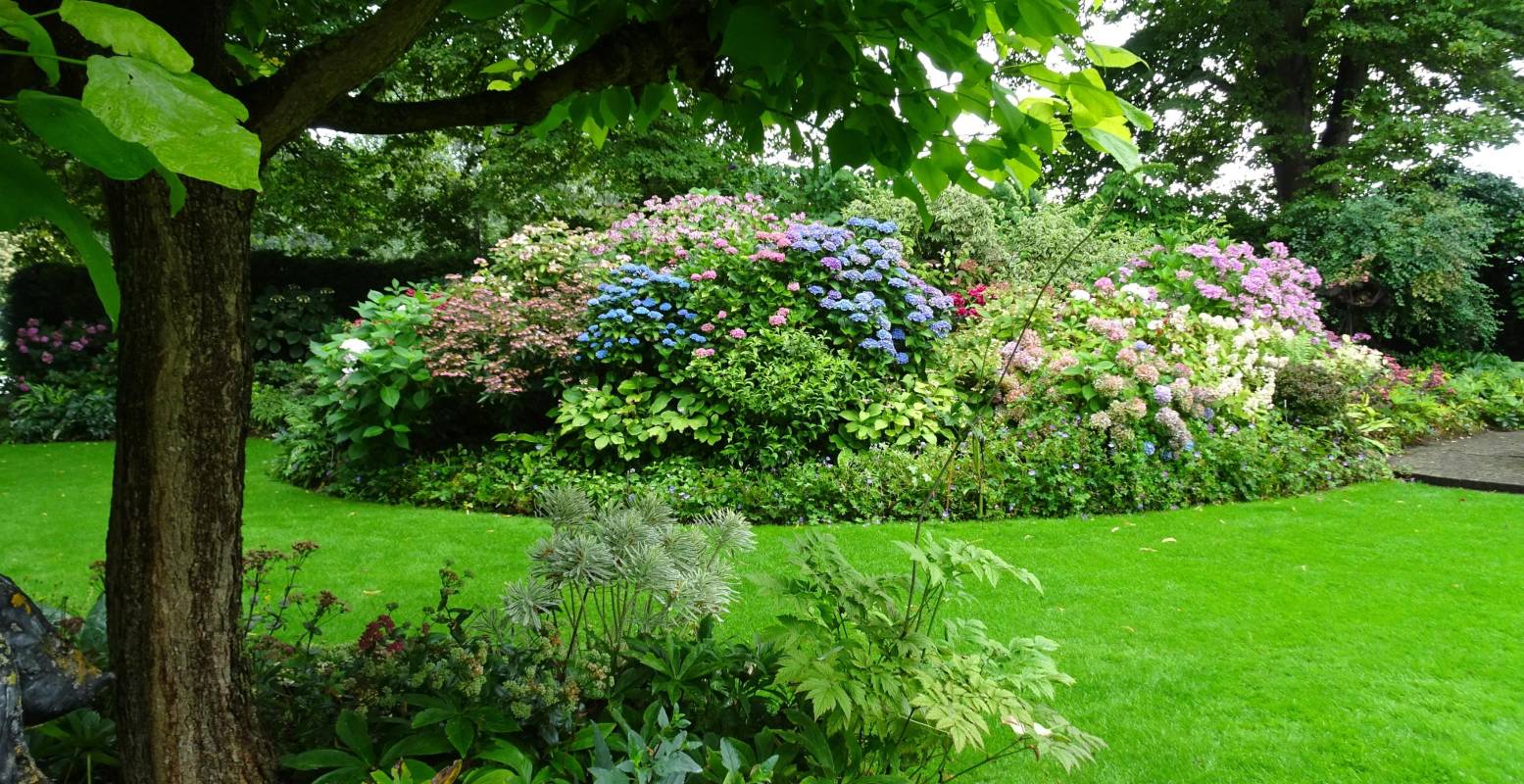 Onder andere de geurige en prachtig gekleurde hortensia's staan nu mooi in bloei. Foto: © Wies Voesten