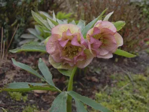 Helleborusdagen in de Noordoostpolder De StekkentuinFoto geüpload door gebruiker.