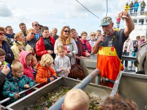 Garnalen vissen op Texel