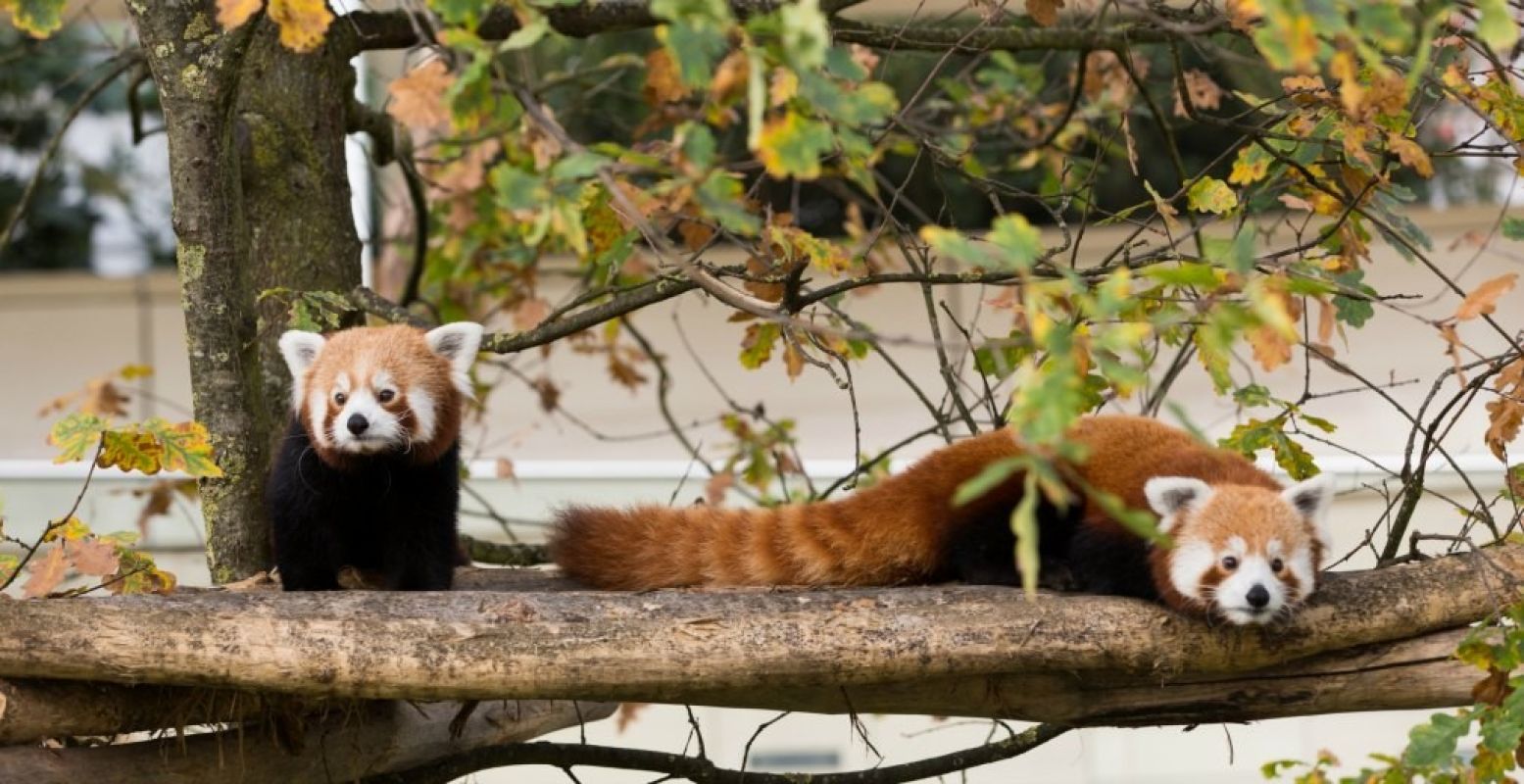 Vanaf de skywalk zie je schattige rode panda's van heel dichtbij. Foto: © ZOO Antwerpen