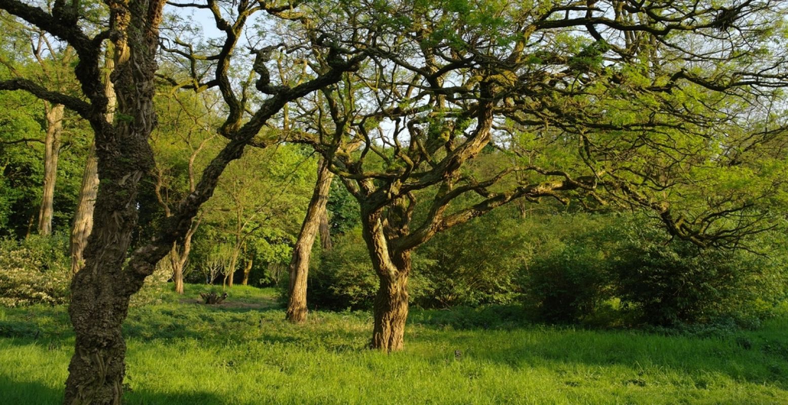 Een vast onderdeel van elke botanische tuin: mooie en grillige bomen. Foto: DagjeWeg.NL / Tonny