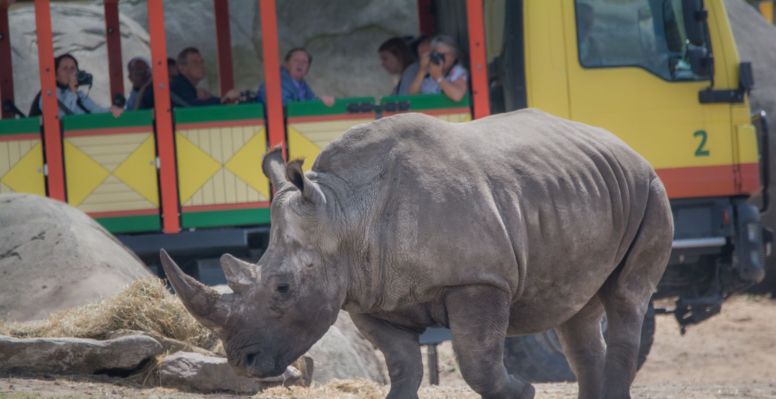 Op safari door de savanne in Emmen. Foto: © WILDLANDS