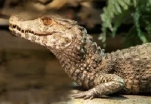 Reptielenhuis De Aarde Weleens een krokodil gezien?