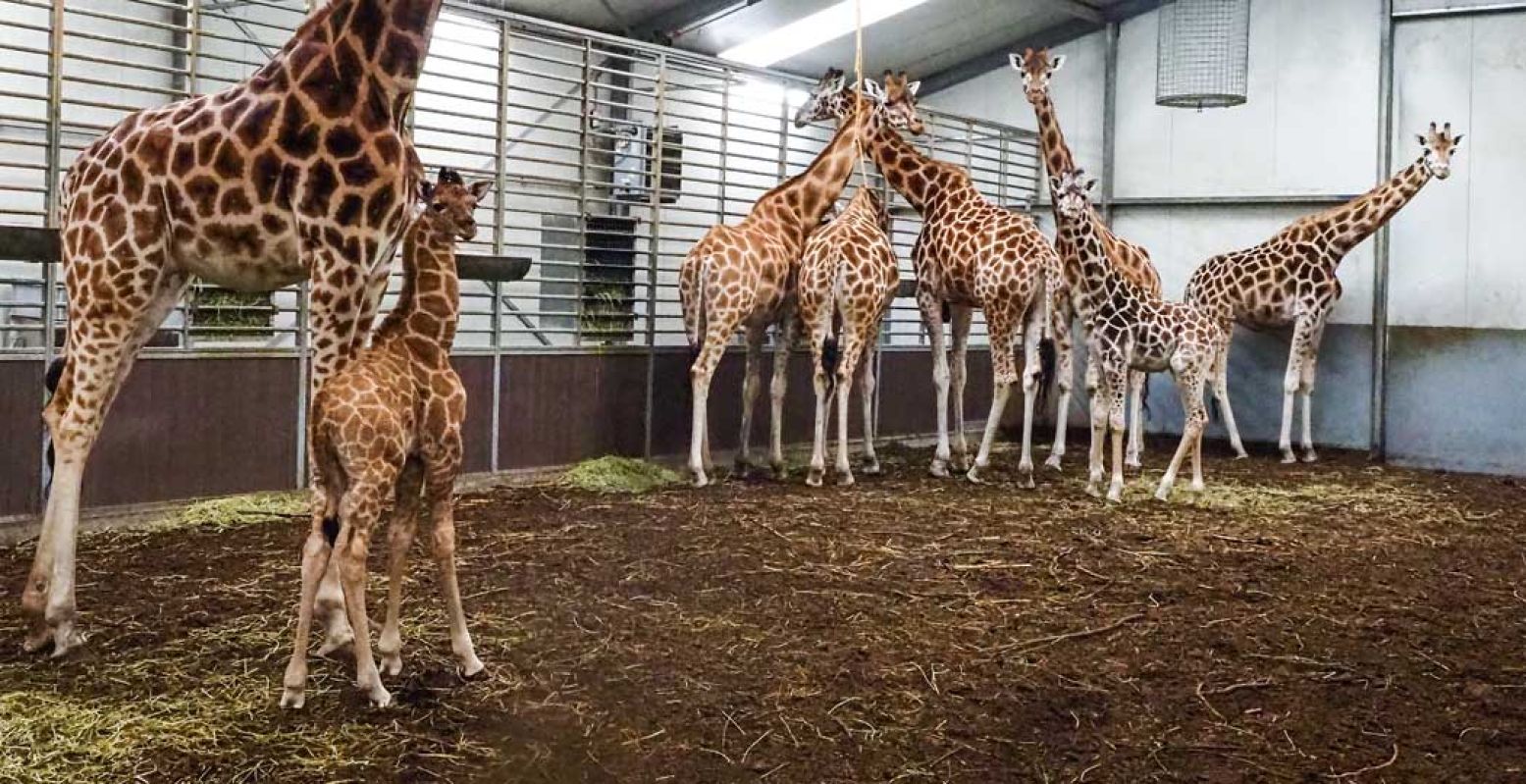 Ontmoet de kleine M'toto, de pasgeboren Nubische giraffe op de savanne van Beekse Bergen. Foto: Beekse Bergen / Mariska Vermij - van Dijk