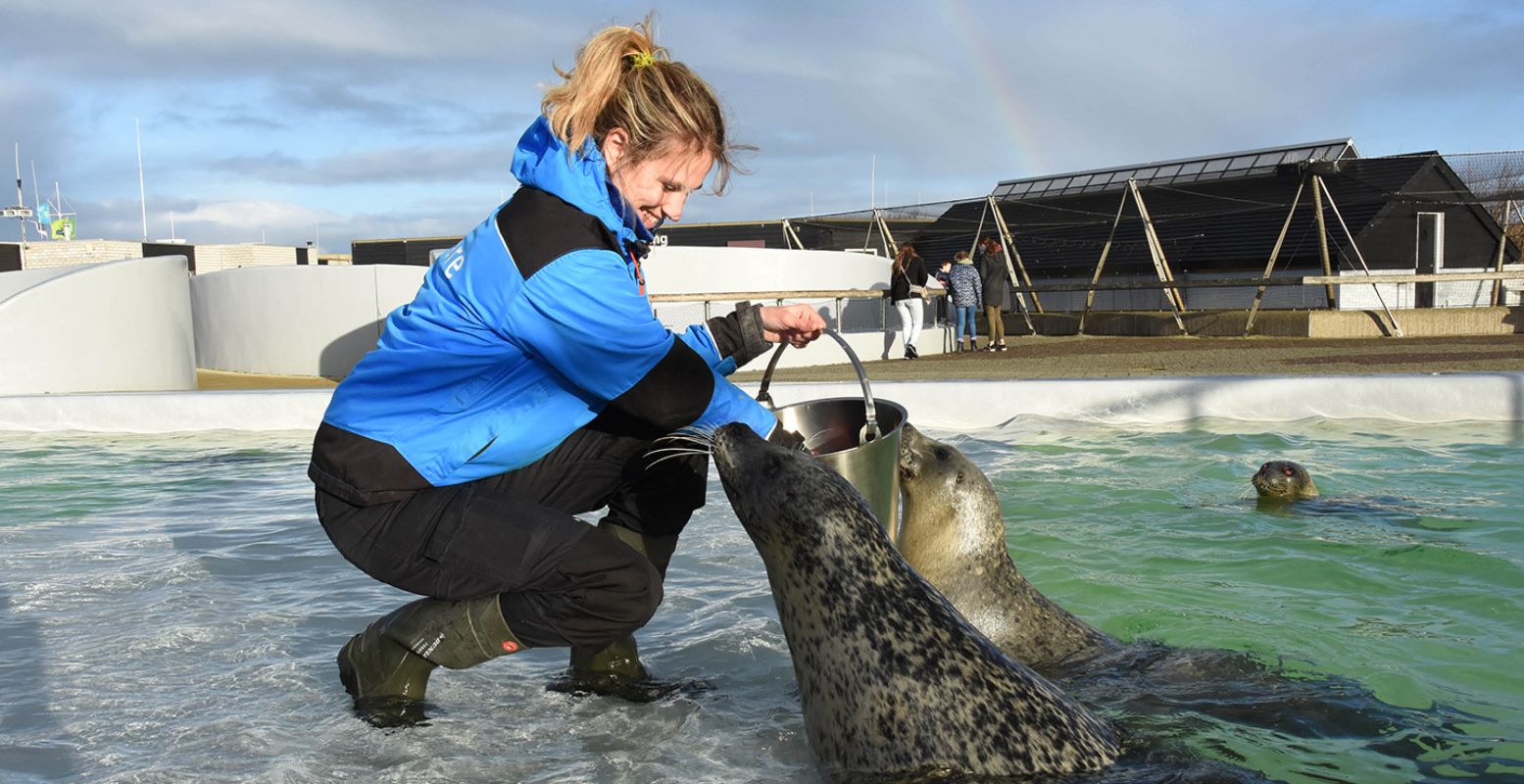 Zie hoe de zeehonden worden gevoerd tijdens een bezoekje Ecomare. Foto: Ecomare