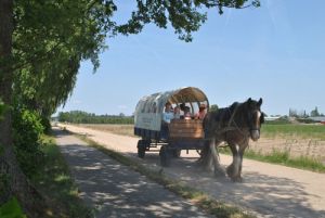 Maak een huifkartocht door de natuur. Foto: Stalhouderij Wouter Hazeleger