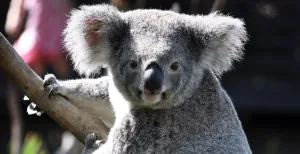 Eerste koala's in Nederland