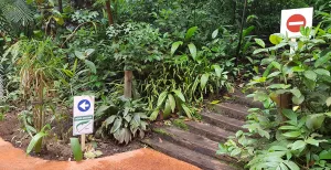Burgers_ Zoo met 1,5 meter afstand: zo ziet een bezoek eruit Ook op de smalle paden in de Bush geldt eenrichtingsverkeer. Foto: DagjeWeg.NL