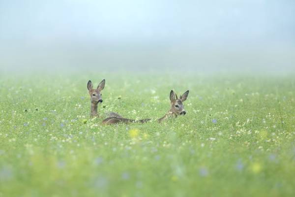 Hoera, het is zomer in het natuurgebied Kardinge! Hoera, het is zomer in het natuurgebied Kardinge! | Foto ge&uuml;pload door gebruiker Natuurmonumenten.