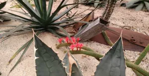 Prikkel je zintuigen in Belevingspark CactusOase