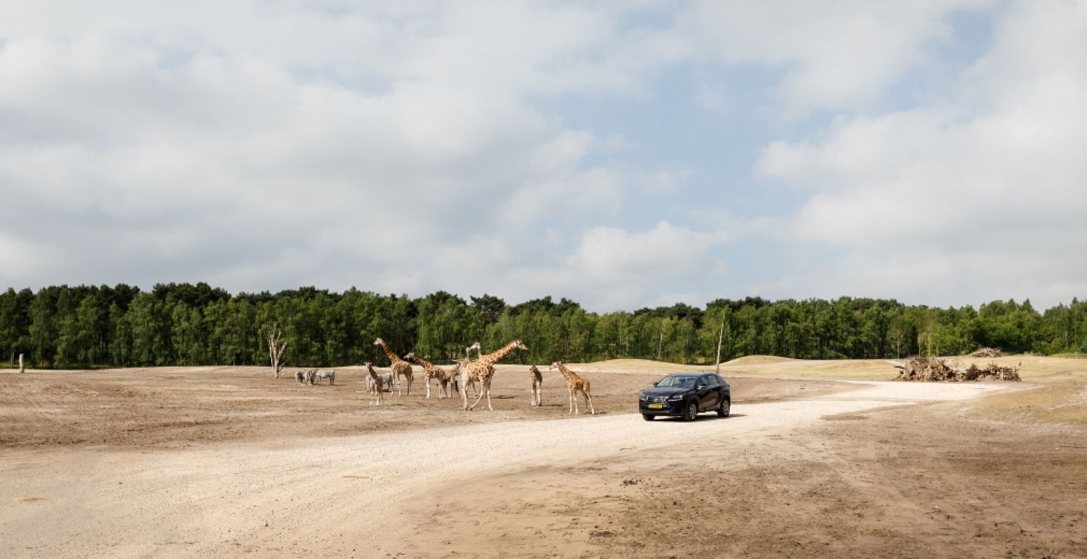 Safaripark Beekse Bergen opent vanaf 25 mei. Een dagje uit hier voelt als vakantie in eigen land. Foto: Safaripark Beekse Bergen.