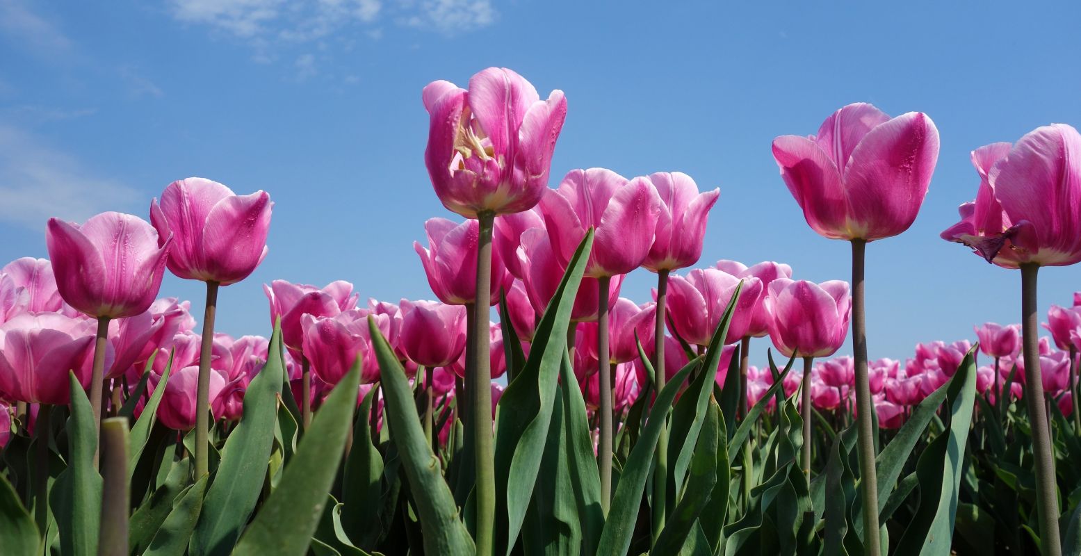 Bewonder dit voorjaar de prachtige tulpenvelden met eigen ogen. Foto: Aline Dassel via  Pixabay 
