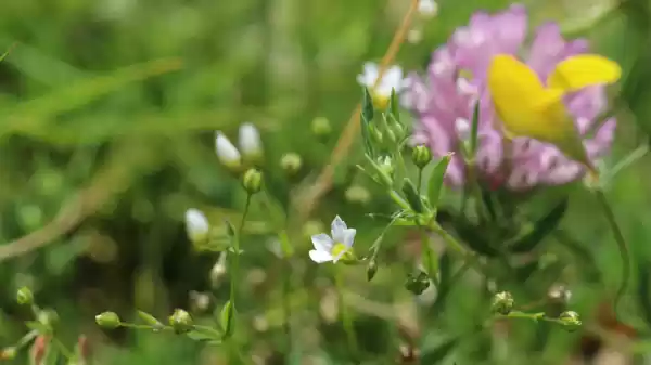 Eilandexpeditie Stampersplaat Grevelingen flora stampersplaat | Foto ge&uuml;pload door gebruiker Staatsbosbeheer.