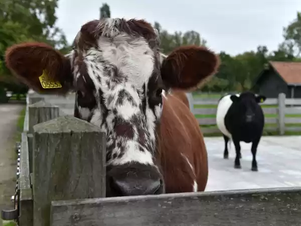 De koeien zijn altijd nieuwsgierig naar bezoekers. Foto: Natuurkwartier Nieuwegein © Yolanda Simarro