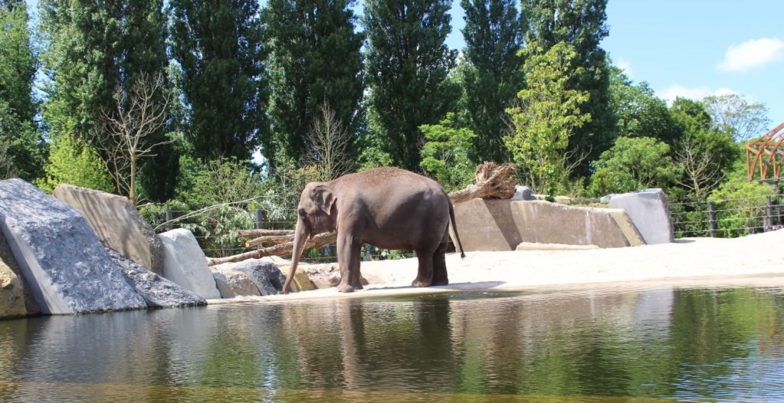 Aan alles is gedacht in het nieuwe olifantenverblijf: uitdagingen om voedsel te zoeken, een modderpoel, een schuurboom en water... heel veel water! Foto: Redactie DagjeWeg.NL