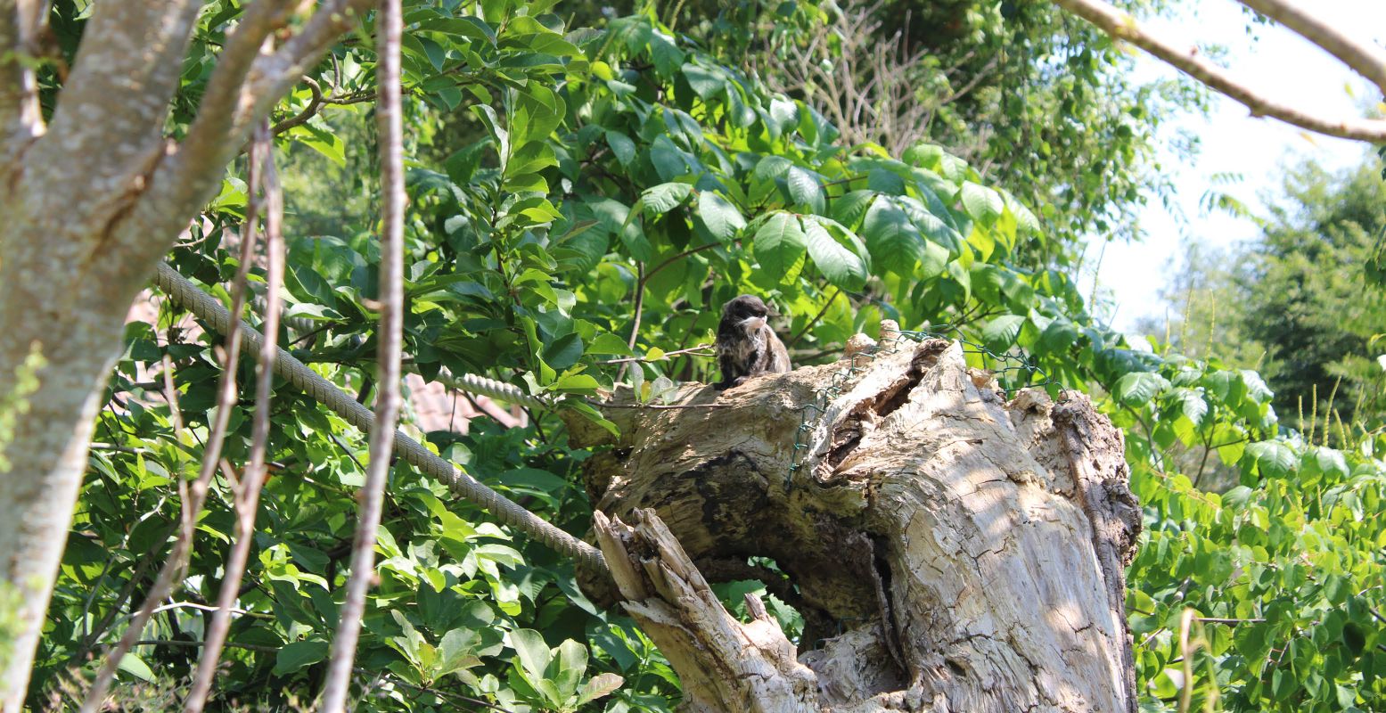 Zie je de keizersnorrebaard tamarin zitten? Foto: DagjeWeg.NL