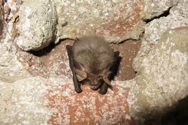 Vleermuizen van Westerschouwen Gewone grootoorvleermuis aan muur | Foto ge&uuml;pload door gebruiker Staatsbosbeheer.