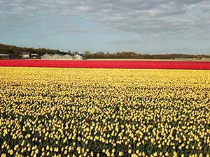 Dankzij de audiotour kom je van alles over tulpen te weten. Foto: Renzy