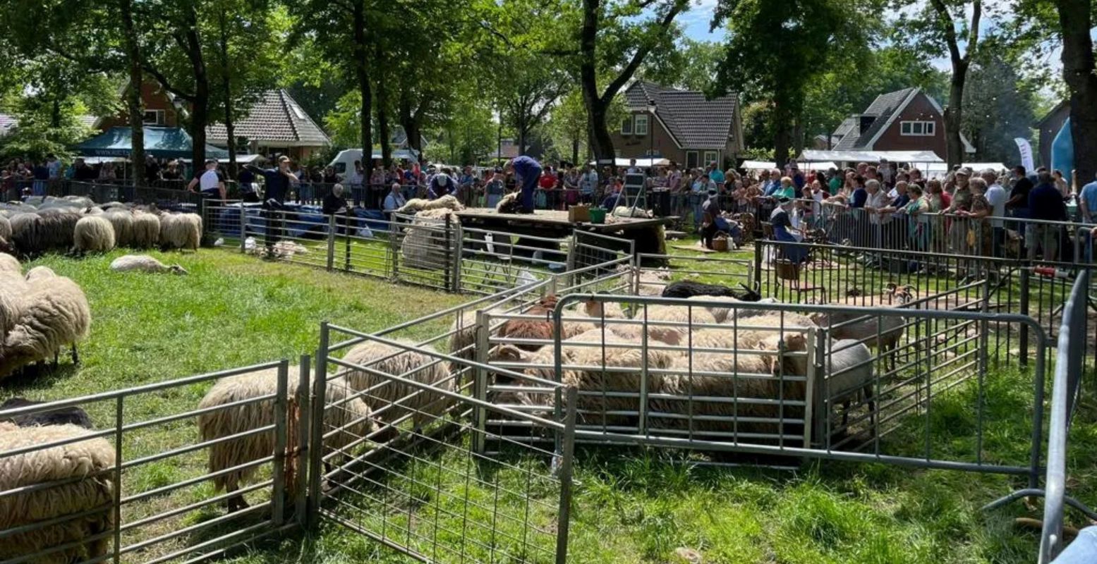 Vooral het NK schapen scheren is altijd een ware happening tijdens het jaarlijkse Schaapscheerdersfeest in Exloo. Foto: © Bram van Wijk