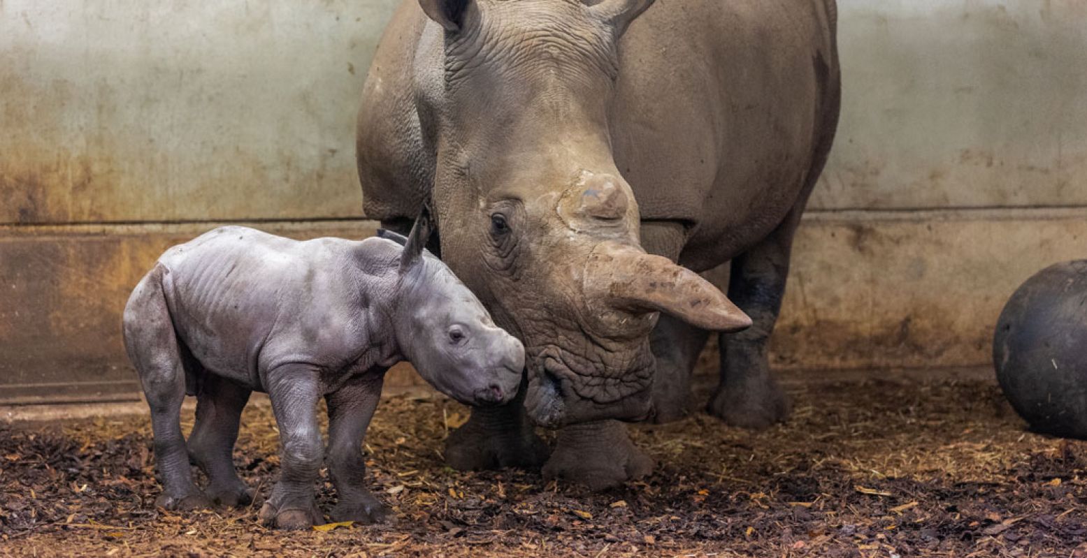 Vrolijk dartelt het neushoornkalf over de savanne van Burgers' Zoo in Arnhem. Foto: Koninklijke Burgers' Zoo