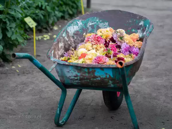 Foto: Bloemencorso Rekken Foto: Bloemencorso Rekken