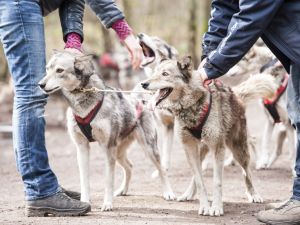 Huskytochten in Limburg