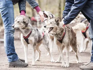 Huskytochten in Limburg De honden hebben er zin in. Foto: Lowland Pack Â© Wendy de Graaf