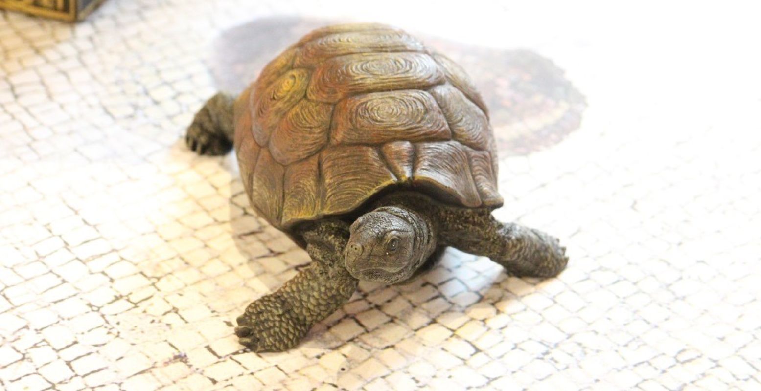 Een schildpad was een geliefd huisdier en kon op zijn gemak door alle vertrekken kruipen. Foto: Redactie DagjeWeg.NL