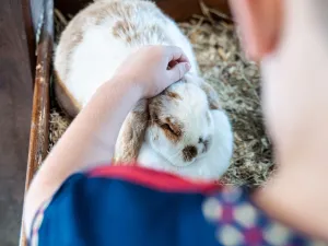 Foto: Speelboerderij Dondertman