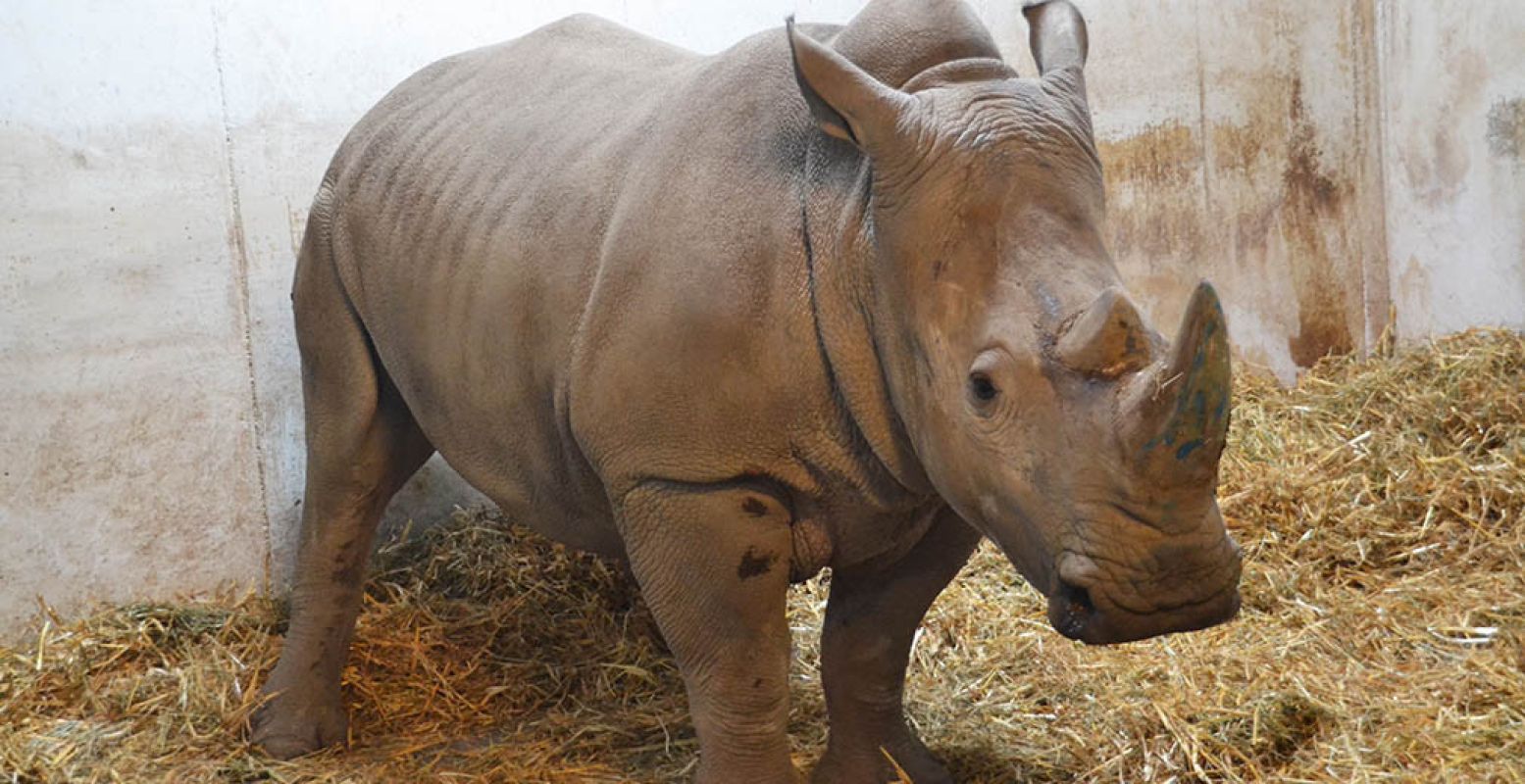 Neushoornvrouw Abebi komt neushoornman Thabo gezelschap houden in GaiaZOO. Foto: GaiaZOO.