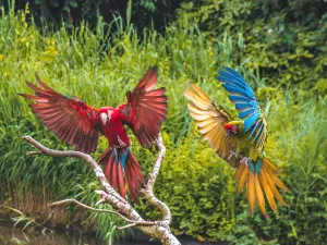 Ontmoet vogels in Avifauna. Foto: Avifauna