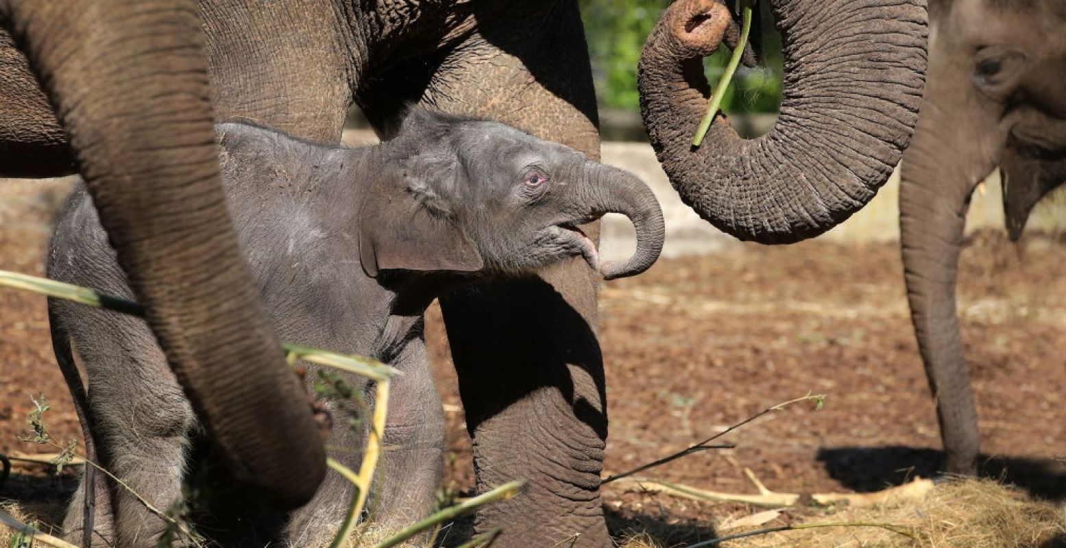 Bezoekers van ARTIS kunnen het pasgeboren olifantje bewonderen. Foto: ARTIS, Ronald van Weeren.