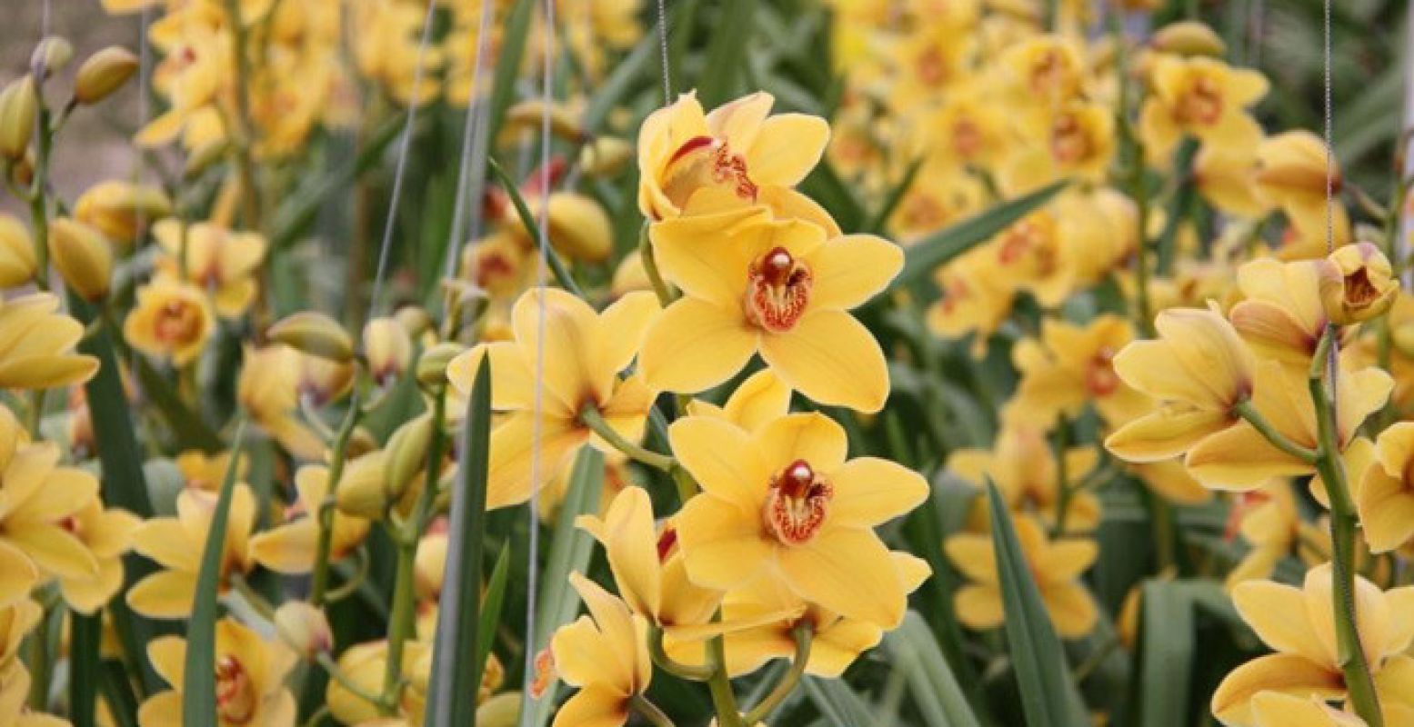 Duizenden orchideeën bloeien.