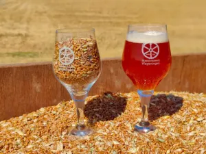 Hef het glas. Foto: Stadsbrouwerij Wageningen ©