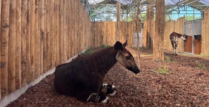 Ook de zeldzame okapi's zijn te zien in Ngyuwe. Foto: ZooParc Overloon