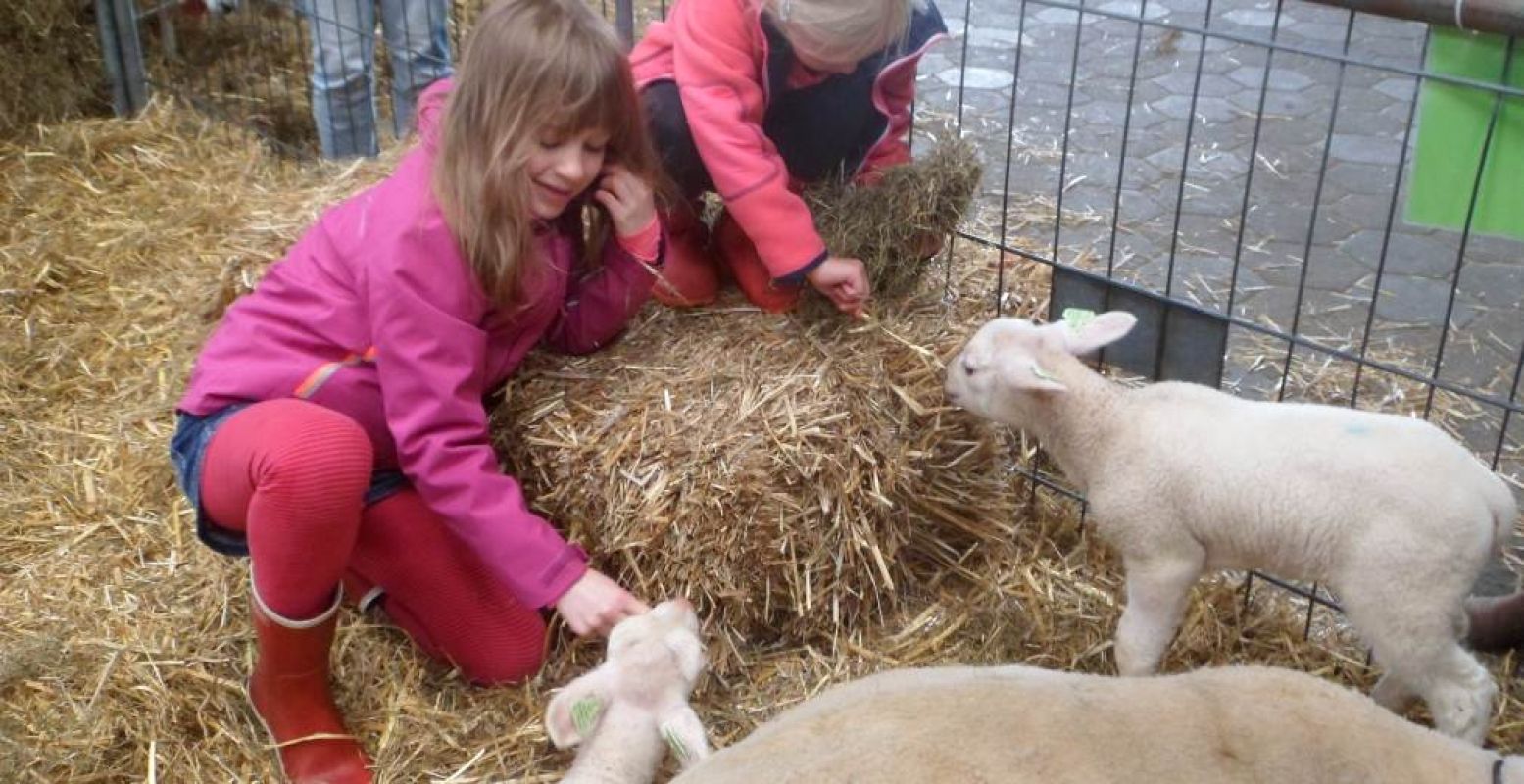 Wat zijn de lammetjes schattig en zacht! Foto: Anneke Kuijer