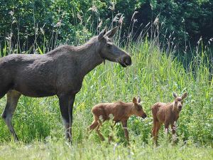 Natuurpark Lelystad